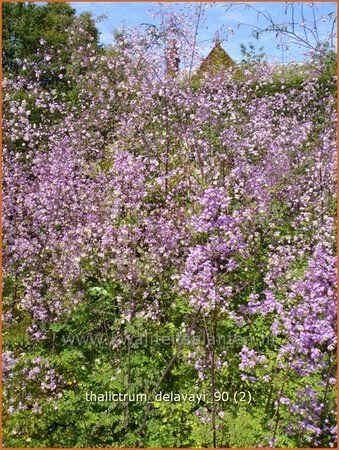 Thalictrum delavayi