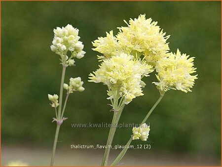 Thalictrum flavum glaucum