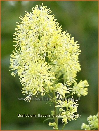 Thalictrum flavum glaucum