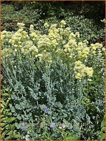 Thalictrum flavum glaucum