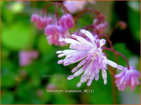Thalictrum kiusianum