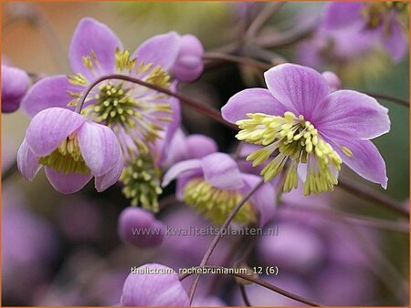 Thalictrum rochebrunianum