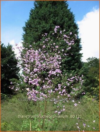 Thalictrum rochebrunianum