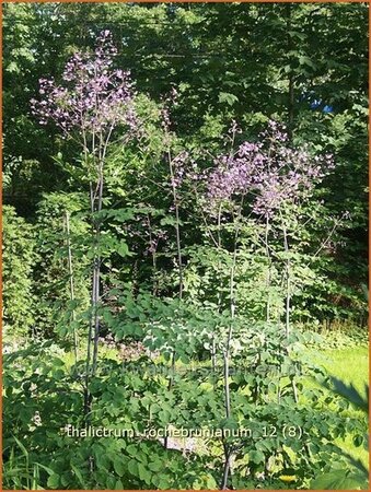 Thalictrum rochebrunianum