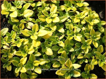 Thymus citriodorus &#39;Bertram Anderson&#39;