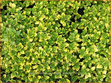 Thymus citriodorus &#39;Bertram Anderson&#39;