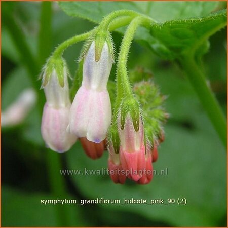 Symphytum grandiflorum &#39;Hidcote Pink&#39;