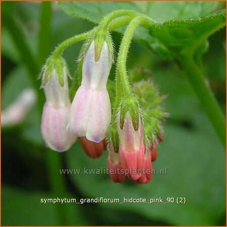 Symphytum grandiflorum 'Hidcote Pink'