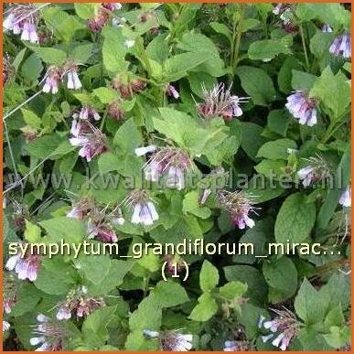 Symphytum grandiflorum &#39;Miraculum&#39;
