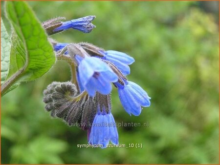 Symphytum azureum