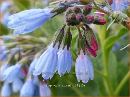 Symphytum azureum