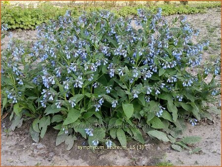 Symphytum azureum
