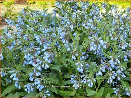 Symphytum azureum