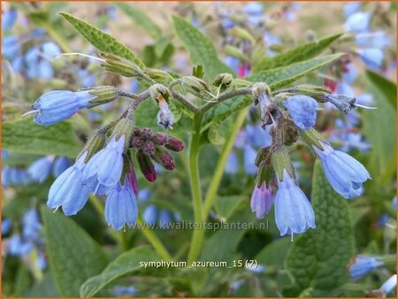 Symphytum azureum
