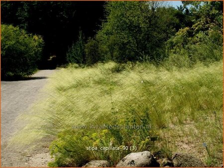 Stipa capillata