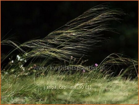 Stipa capillata