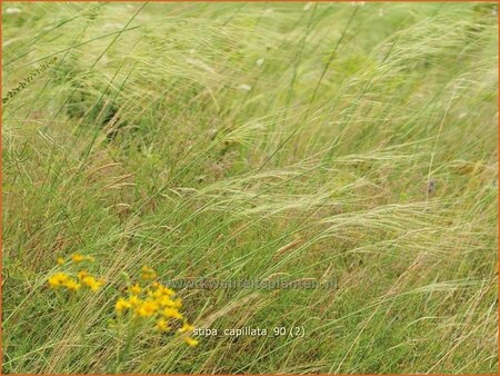 Stipa capillata