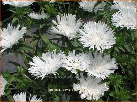 Stokesia laevis 'Alba'