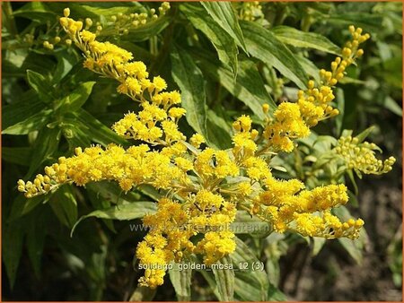 Solidago 'Golden Mosa'