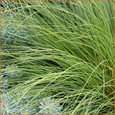 Sporobolus heterolepis 'Wisconsin Strain'