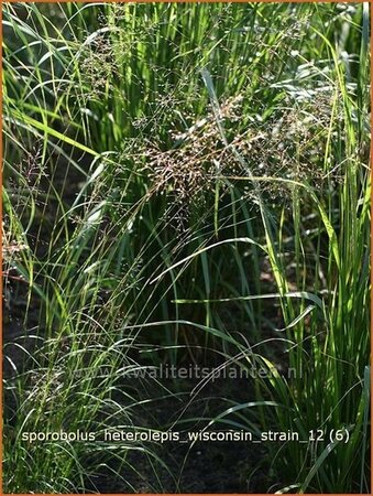 Sporobolus heterolepis 'Wisconsin Strain'