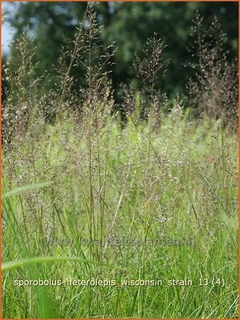 Sporobolus heterolepis 'Wisconsin Strain'