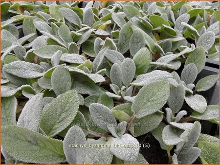Stachys byzantina 'Big Ears'