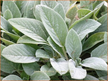 Stachys byzantina 'Big Ears'