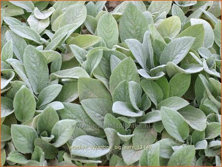 Stachys byzantina 'Big Ears'