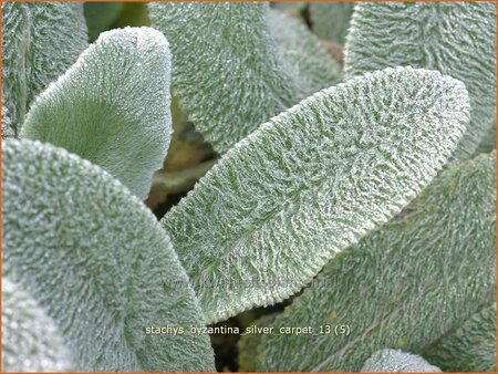 Stachys byzantina &#39;Silver Carpet&#39;