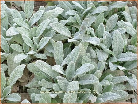 Stachys byzantina &#39;Silver Carpet&#39;