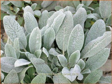 Stachys byzantina &#39;Silver Carpet&#39;