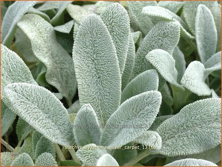 Stachys byzantina &#39;Silver Carpet&#39;