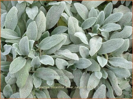 Stachys byzantina &#39;Silver Carpet&#39;