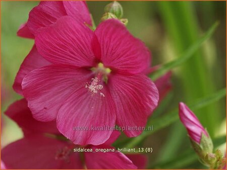 Sidalcea oregana 'Brilliant'
