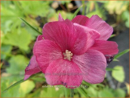 Sidalcea oregana 'Brilliant'