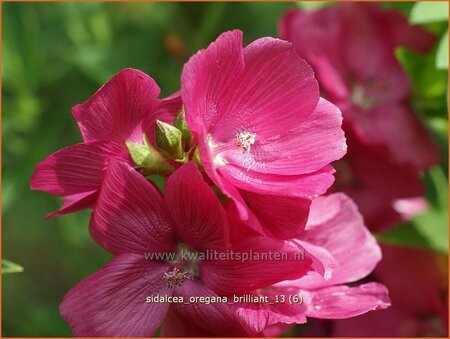 Sidalcea oregana 'Brilliant'