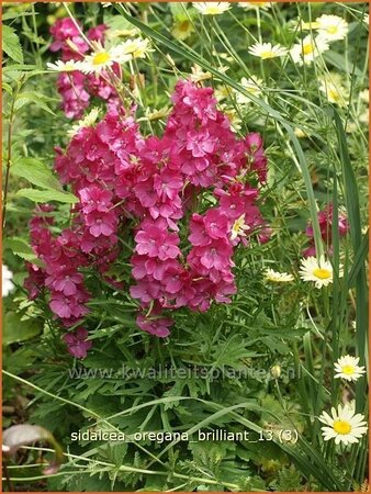 Sidalcea oregana 'Brilliant'