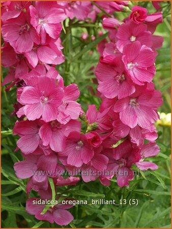Sidalcea oregana 'Brilliant'