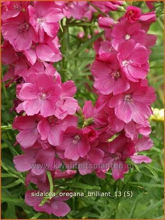 Sidalcea oregana &#39;Brilliant&#39;