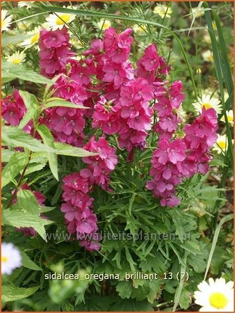 Sidalcea oregana 'Brilliant'