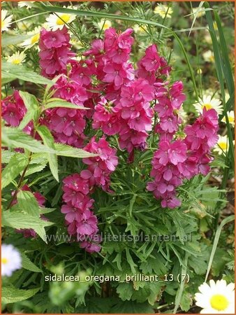 Sidalcea oregana &#39;Brilliant&#39;