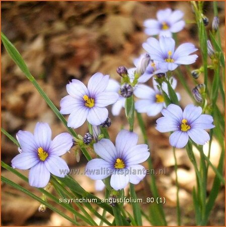 Sisyrinchium angustifolium