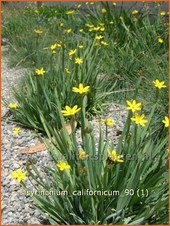 Sisyrinchium californicum