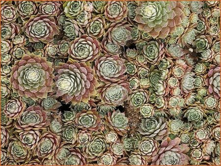 Sempervivum &#39;Triste&#39;