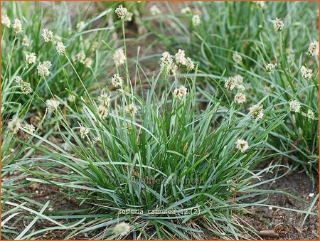 Sesleria caerulea