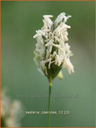 Sesleria caerulea