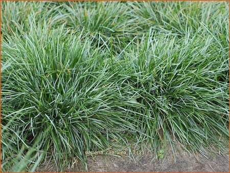 Sesleria caerulea