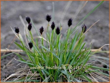 Sesleria heufleriana