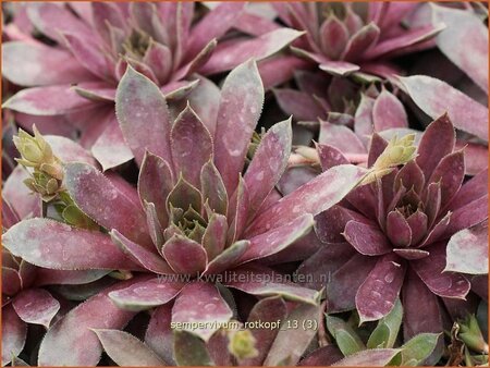 Sempervivum 'Rotkopf'
